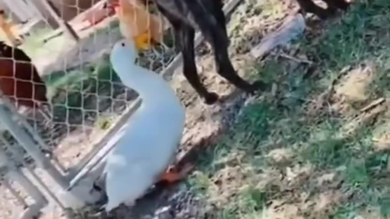 Funny videos of animal activities