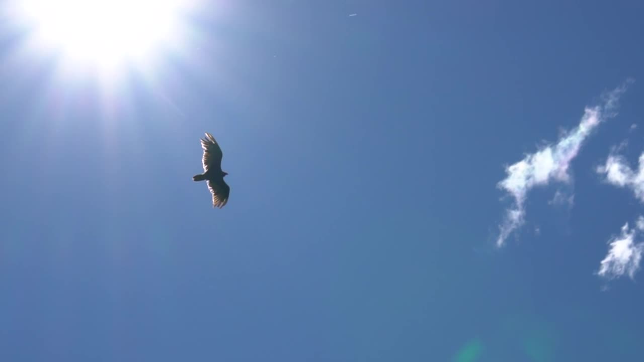 Eagle gliding in a clear sky