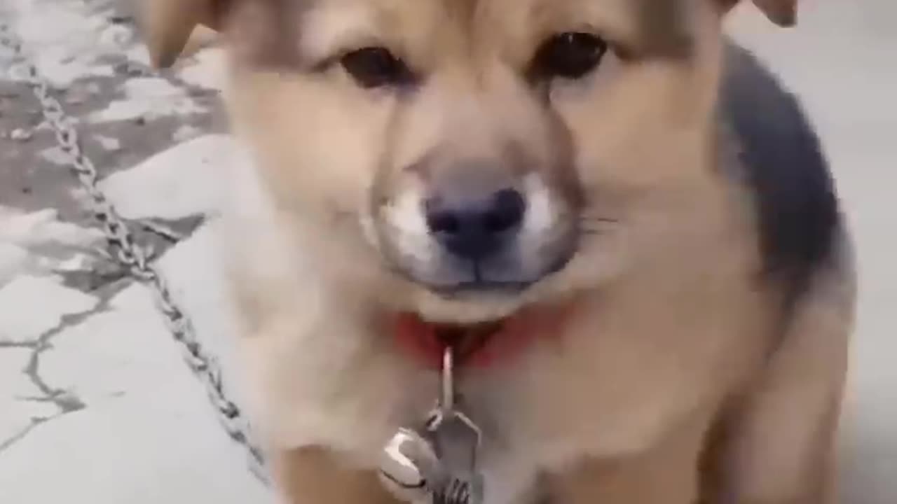 CUTE PUPPY