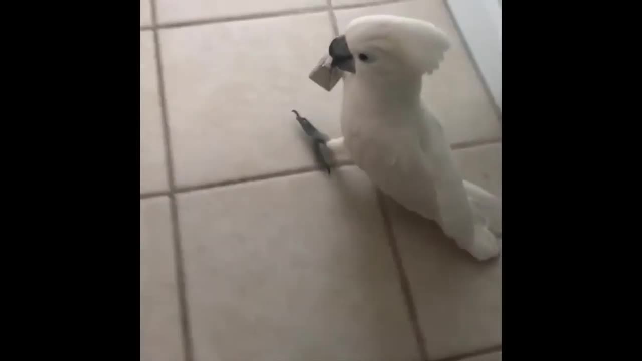 Top 15 Funny Bird Videos