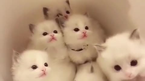 A newborn kitten