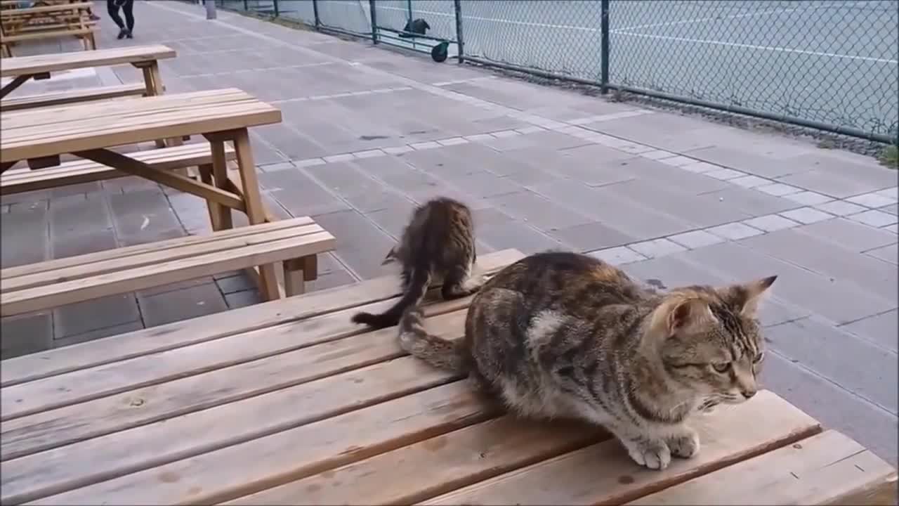 Mama Cat's Reaction to her kitten, When Kitten biting her tail