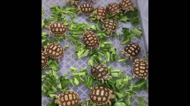 Amazing and cute pet videos, try not to laugh