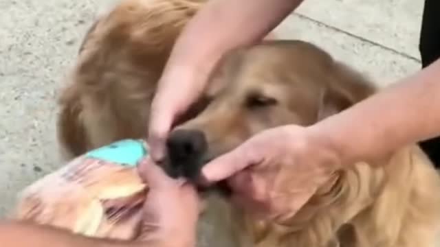 Dog Biting The Snack Pack And Won't Let Go - Tiktok Dogs (#Funny #Animals #443)