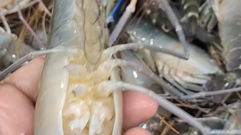 Great Prawn Fish Video In Fish Market#shorts