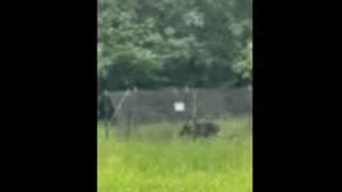 Hunting wild boar