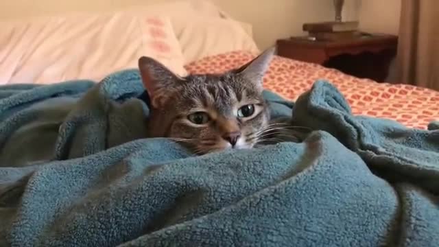 Cat in a Heated Blanket