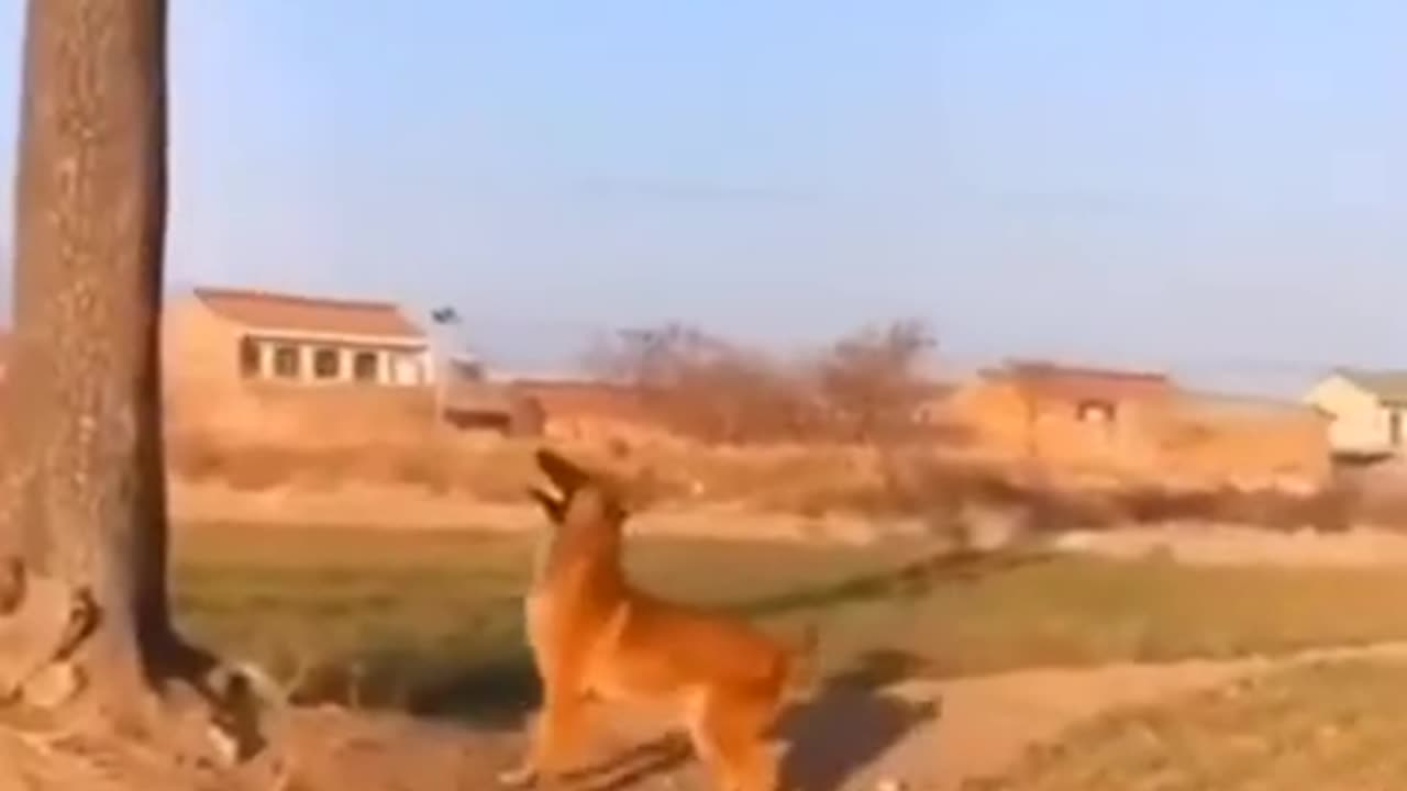 Funny Cats and Dogs