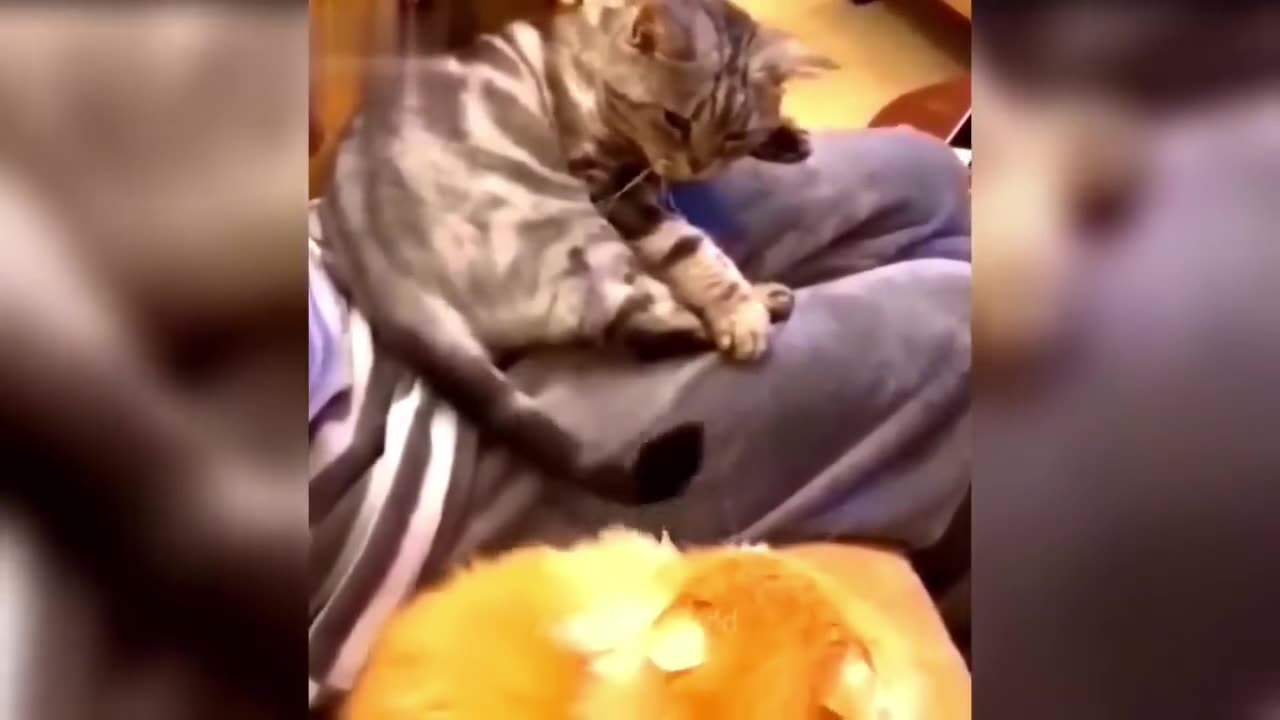 Cat funny moments 🤣🤣🤣🤣