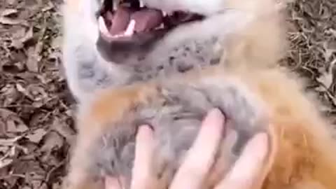 Fox Laugh funny animals