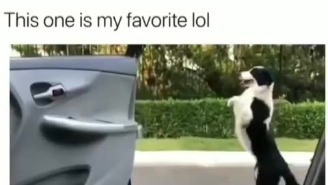 Dog funny