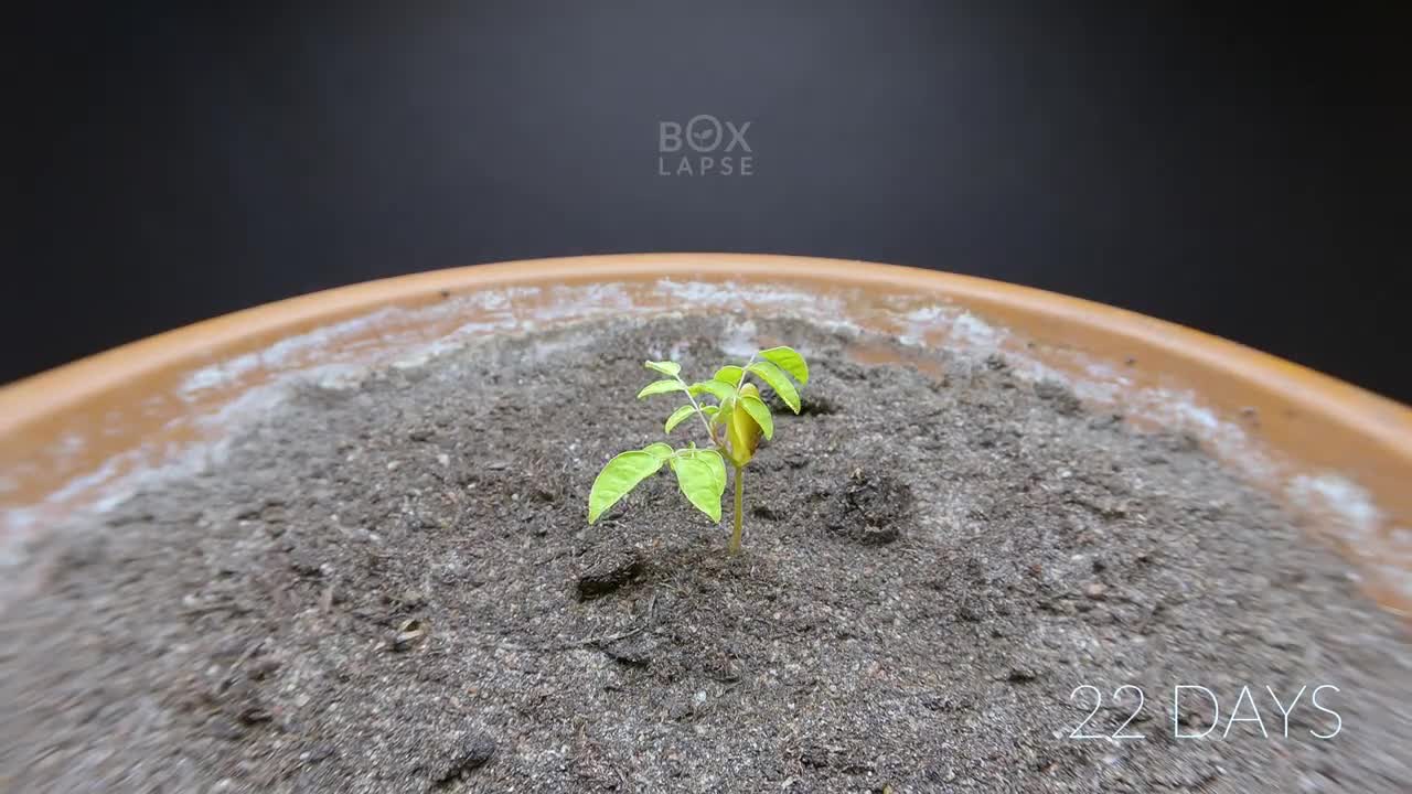 Growing CARAMBOLA (star fruit) Time Lapse