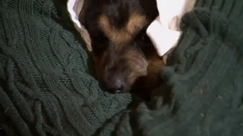 Texans free puppy trapped in storm drain