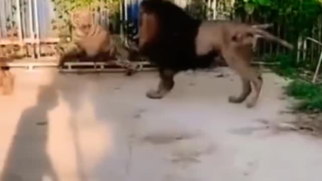 lion agitated by tiger pains