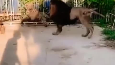 lion agitated by tiger pains