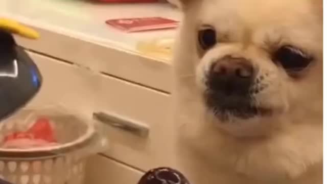 Cat And Dog Funny Video😂😘🐱