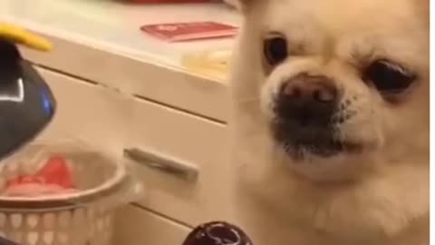 Cat And Dog Funny Video😂😘🐱