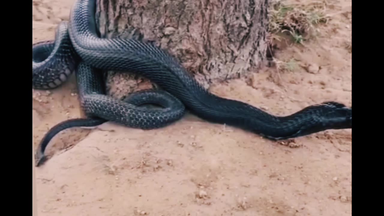 Black snake