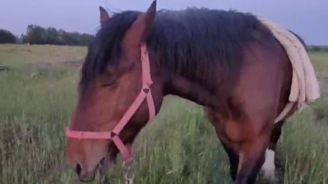 In nature, I am with my best friend (horse)