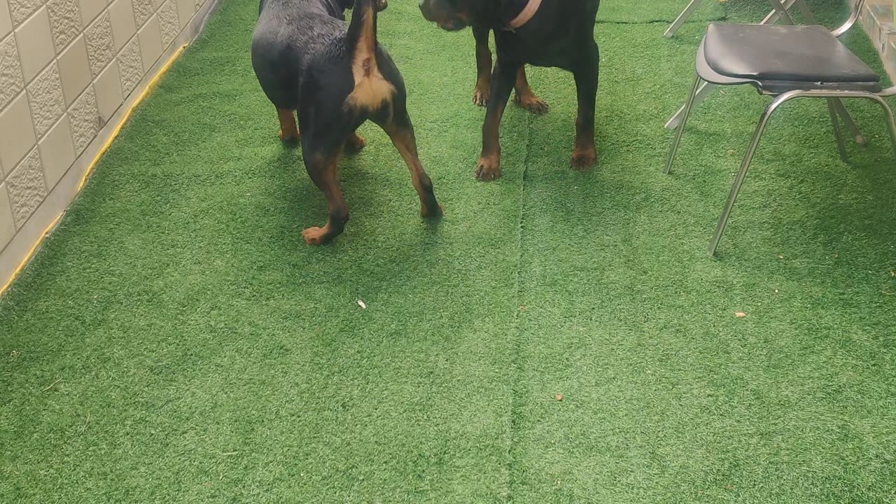 Rottweiler couple playing together.