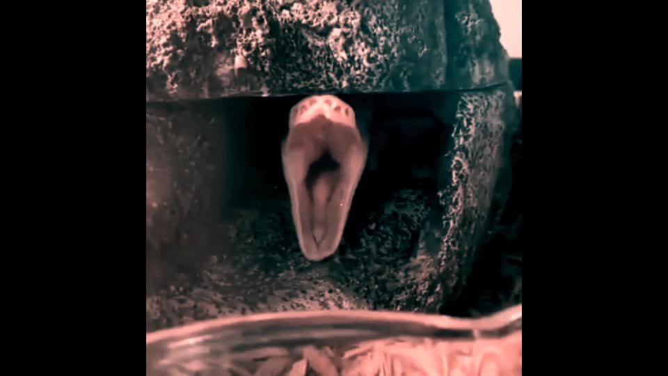 The mounth of Snack