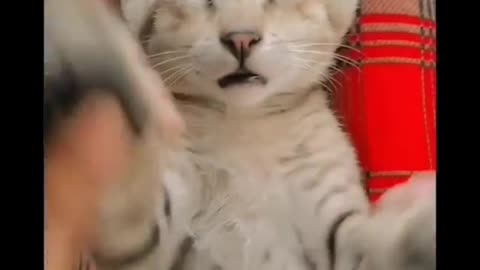 Funny cat