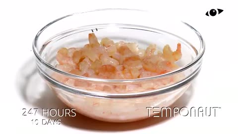 Shrimps Timelapse