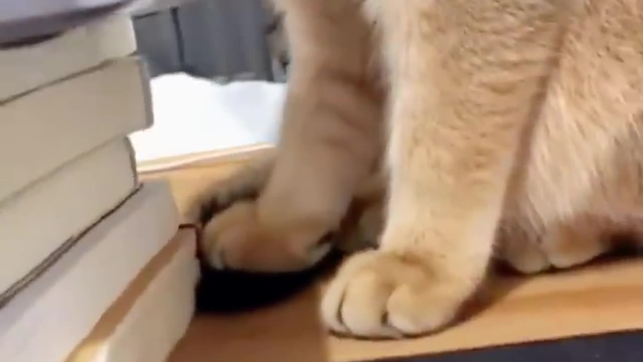 😹Daily Life Of Cats Is A Comedy🧡 | Funny Cats Viral Videos🥰 | Animals LOL Moments #funnycats #shorts