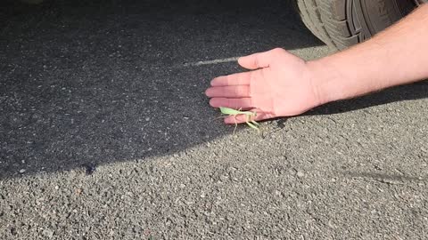MY VAN WAS GONNA CRUNCH THIS LITTLE GIRL
