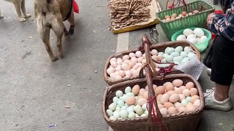 Dogs Lover's