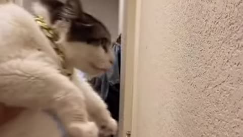 Funny (Smart) Cats Be Like Funny Animals Videos Shorts