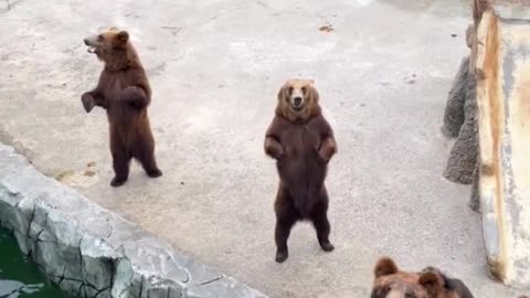 Friendly bear
