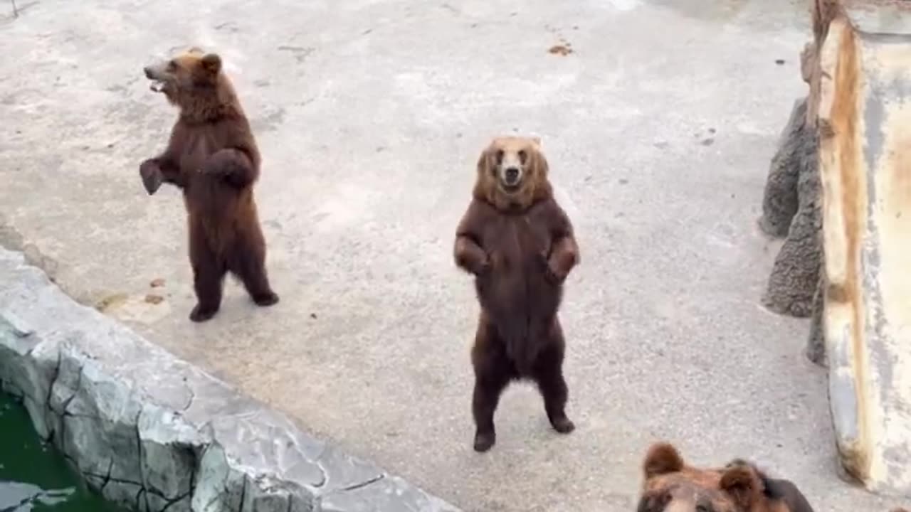 Friendly bear