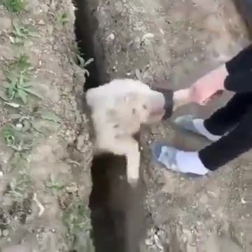 Mensch Wahl Verhalten