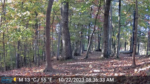 The Woods – 10/22/2023