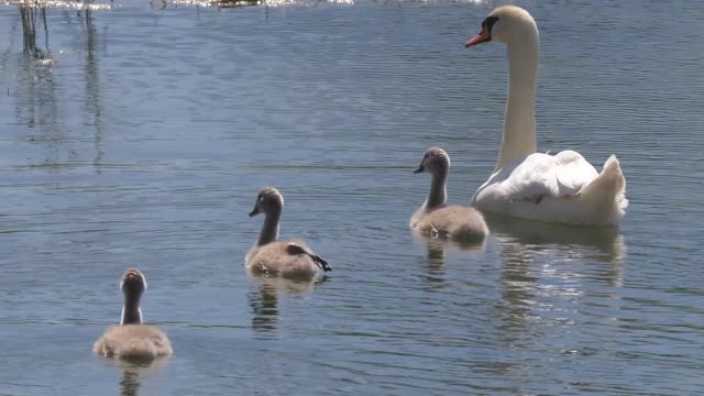 ducklings in the pond with their children