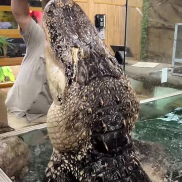Wild Gator Feeding! 😱