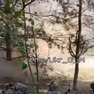 tiros na floresta 2023