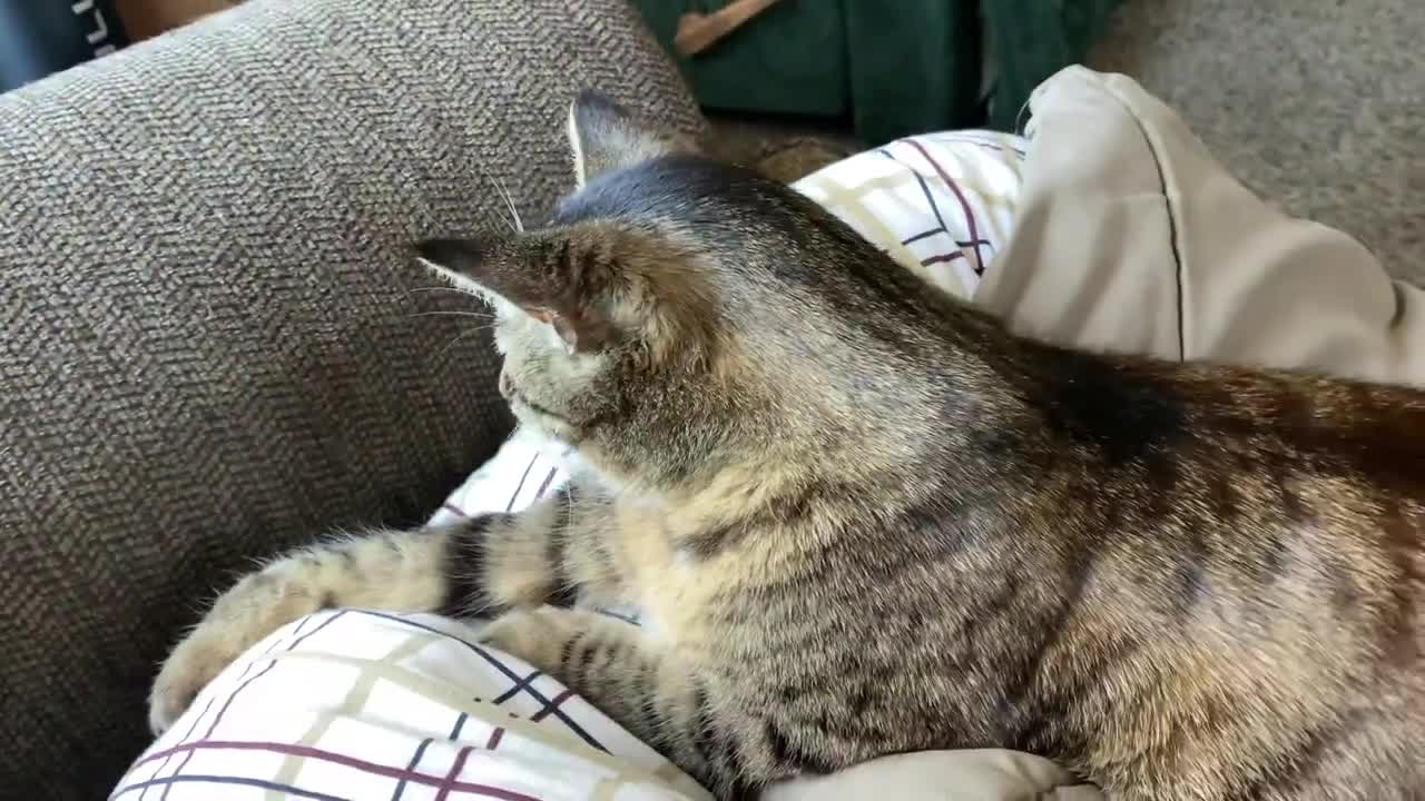 Cute Tabby Cat Purring