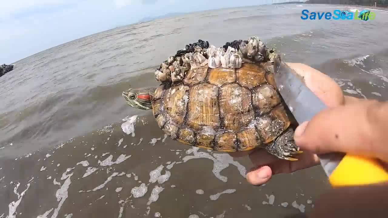 He crawl on the shore with hundred barnacles covered on his shell, desperate searching for help!