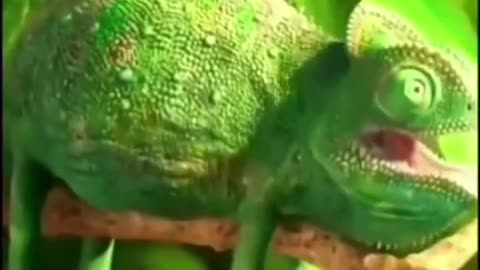 Chameleon Eats Very Fast But.... #shorts #viral #shortsvideo #video