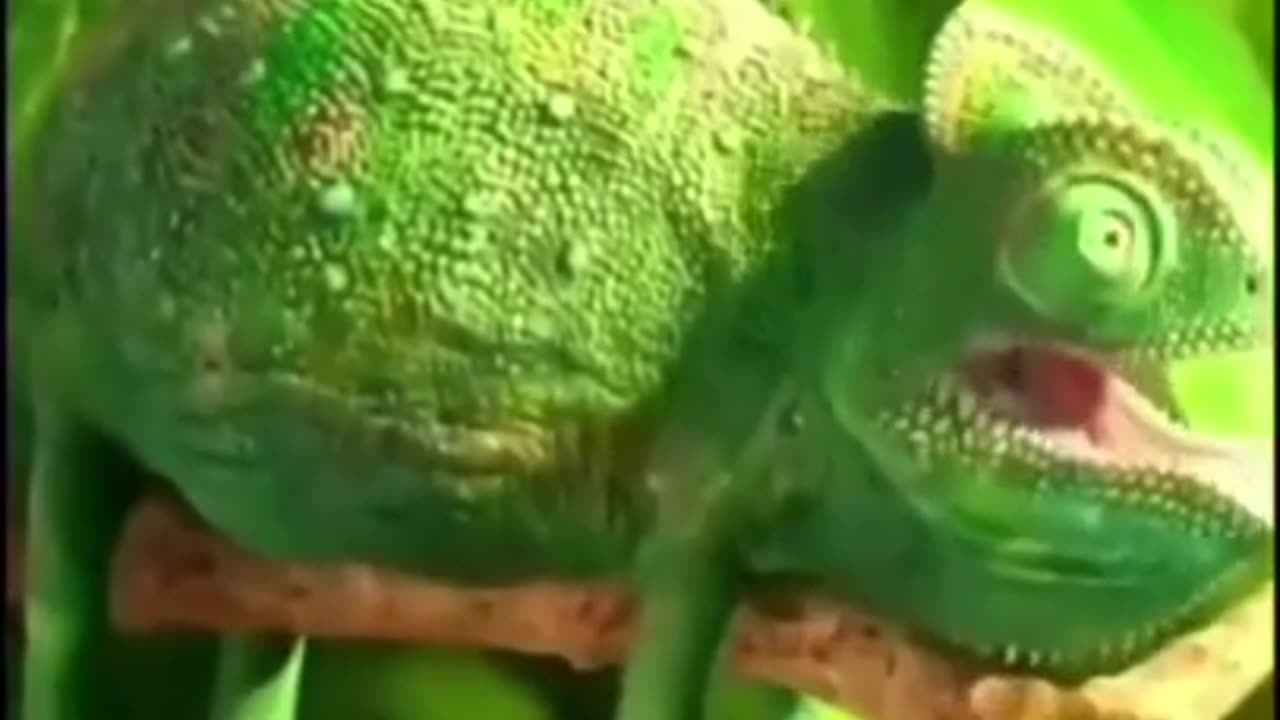 Chameleon Eats Very Fast But.... #shorts #viral #shortsvideo #video