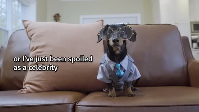 Dachshunds Become Water SOMMELIERS With PETLIBRO Pet Water Fountain!