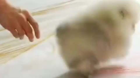 Wow - Very Tiny Fluffy Puppy Just Wants to Play