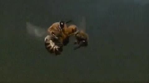 A bee mating with a queen bee