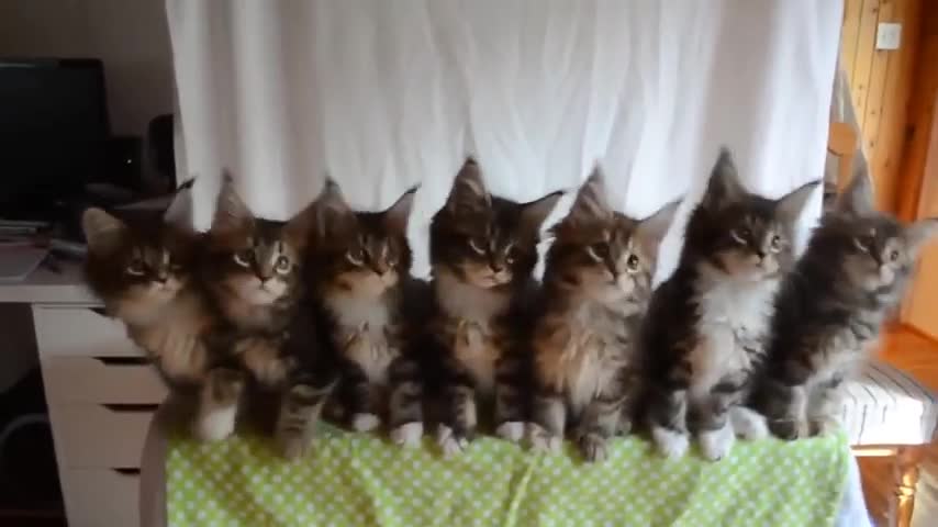 Cute Kittens