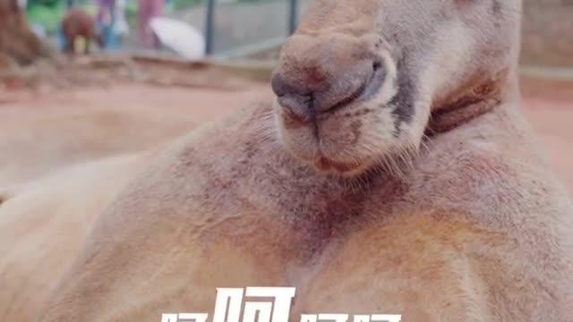 If you can't get your hands on meat # kangaroo