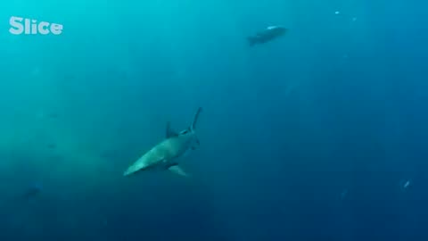 Boys Catching Sharks to Become a Man