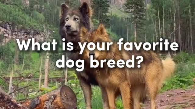 What is your favorite dog breed?