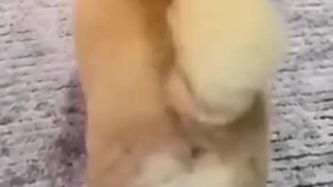 naughty cat